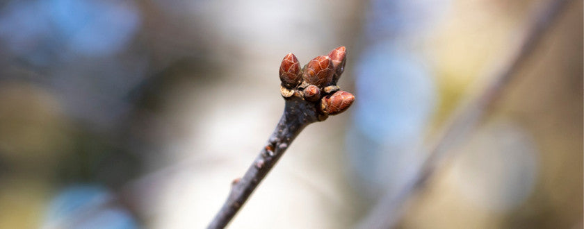 Tout savoir sur le bourgeon de la vitalité : le chêne !