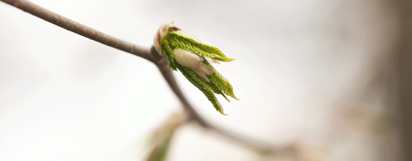 Tout savoir sur le bourgeon de la peau : l’ORME