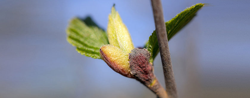 Tout savoir sur le bourgeon d’Aulne glutineux