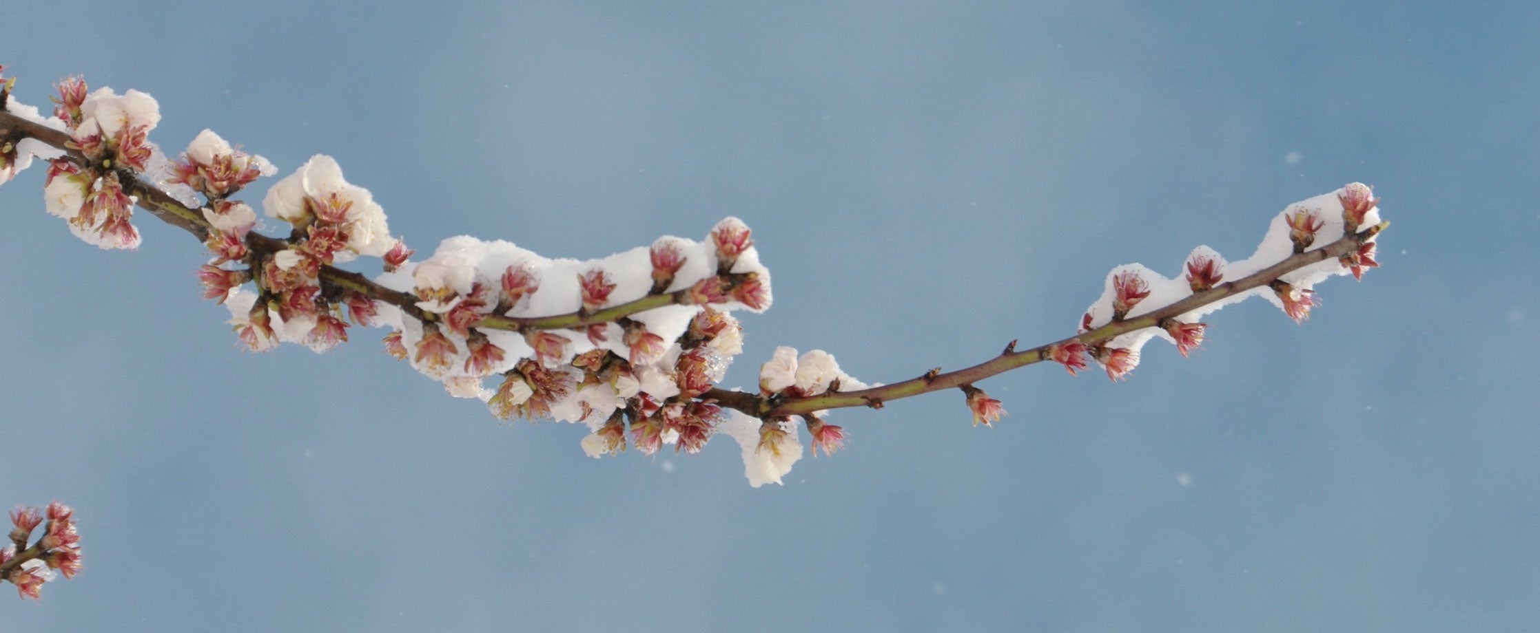 Les bourgeons de l’hiver pour toute la famille