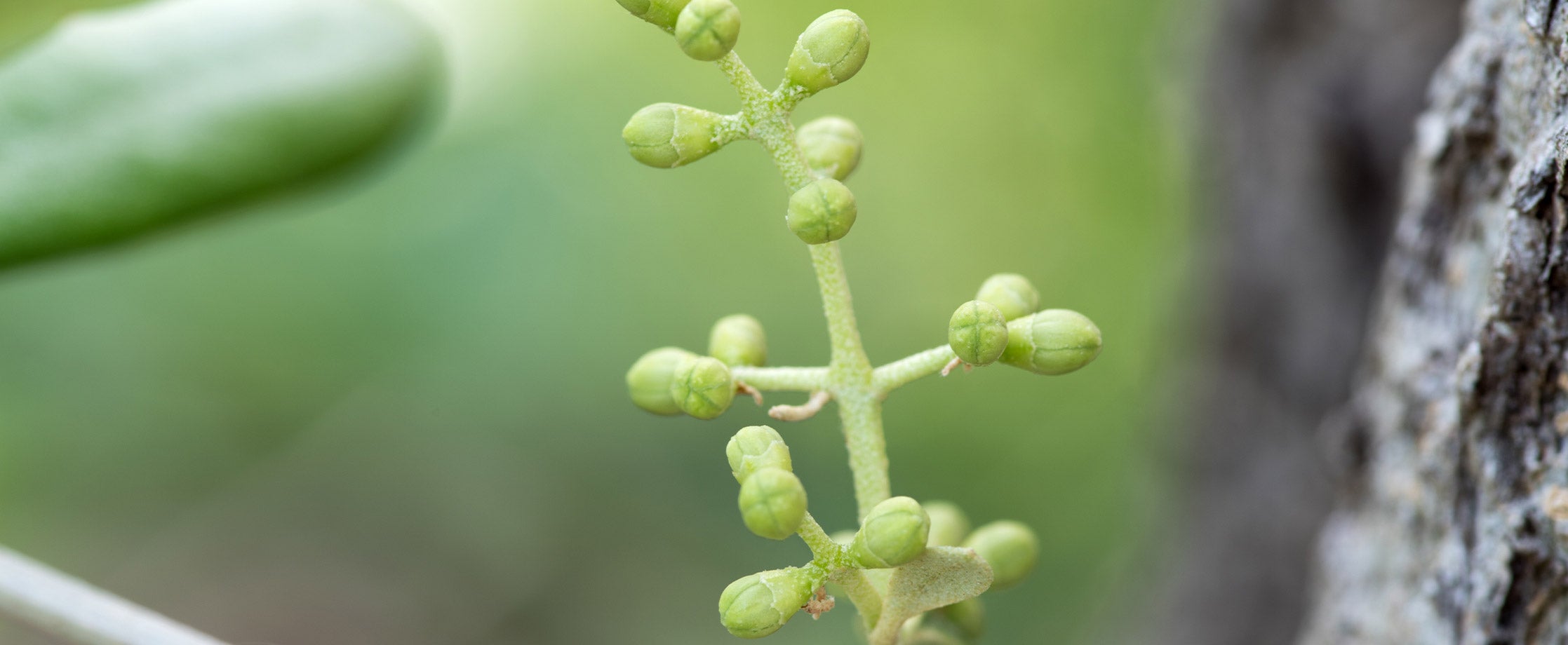 Mes bourgeons indispensables