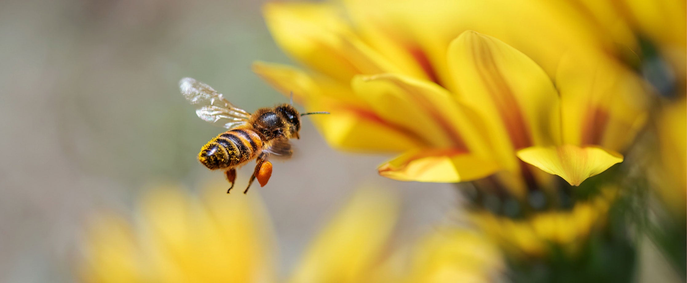 La propolis : une merveille naturelle